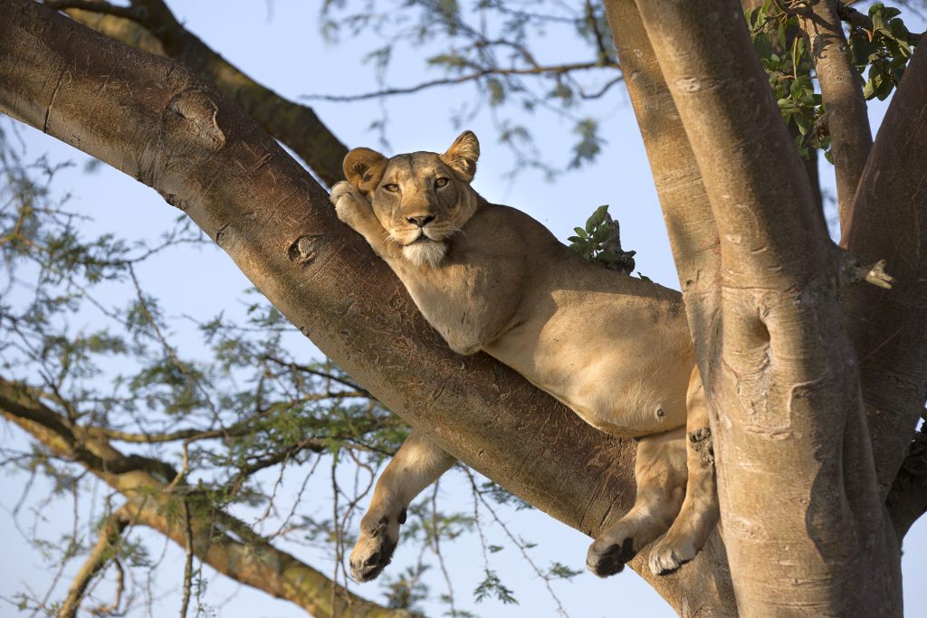 tree climbing lions