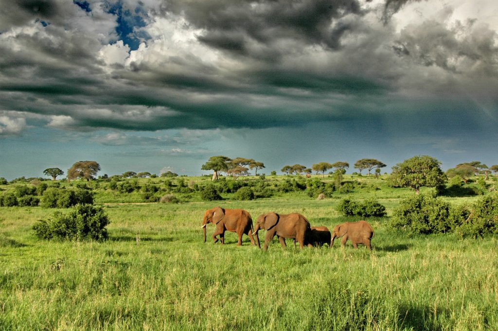 Top 5 National Parks for Big Game Safaris in East Africa