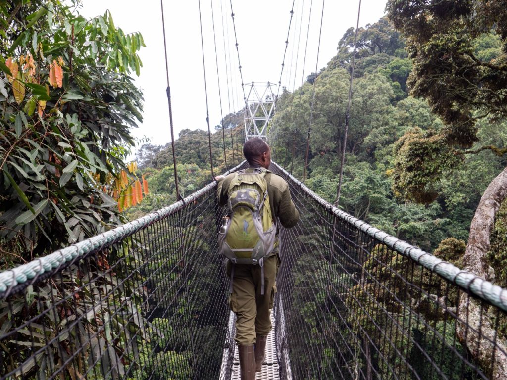 Nyungwe Forest National Park: What to See & Do