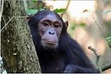 5 Fan Facts about Chimpanzees in East Africa