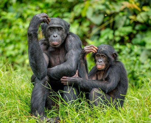 Guide to Chimpanzee Trekking