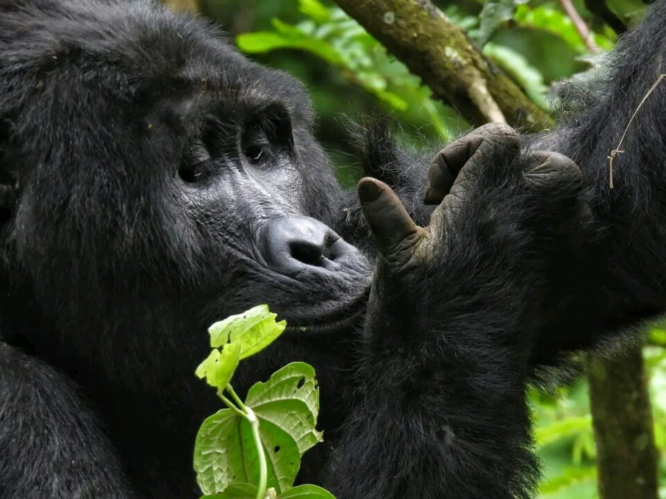 gorillas in Bwindi