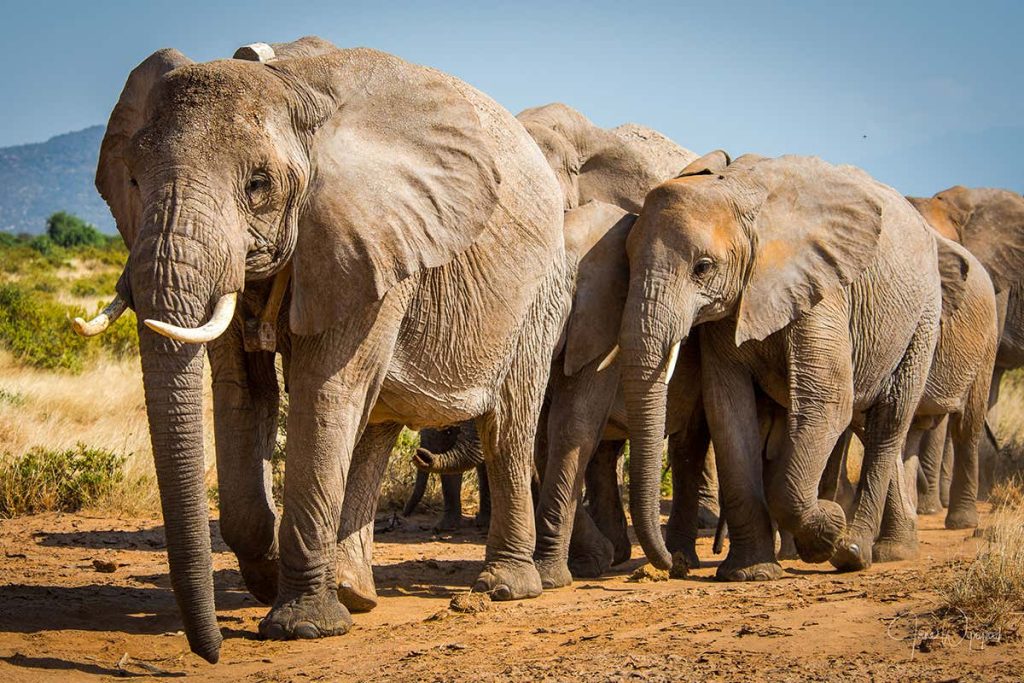 5 Facts about Elephants